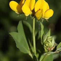 Lotus corniculatus Bird's-foot Trefoil, Birdsfoot Trefoil, Birdfoot Deervetch seed for sale 