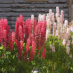 Lupinus polyphyllus Bigleaf Lupine, Common Lupine , Blue-pod Lupine, Blue Bonnet, Large-leaved Lupine, Big-leaved Lupine, Garden Lupine, Meadow Lupine, Bog Lupine, Lupin seed for sale 