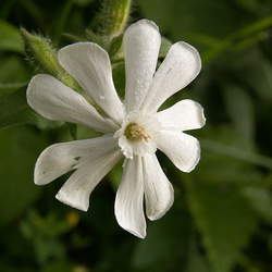 Lychnis alba Bladder Campion, White Cockle, White Campion, Evening Lychnis seed for sale 