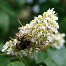 Maackia amurensis   Buergeri Buergeri Amur Maackia, Asiatic Yellowwood seed for sale 