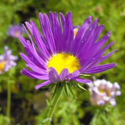 Machaeranthera tanacetifolia Tanseyleaf Tansyaster, Tahoka Daisy, Tansey seed for sale 