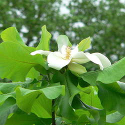 Magnolia ashei Ashe's Magnolia, Ashe Magnolia seed for sale 