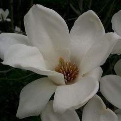 Magnolia denudata Lilytree, Yulan seed for sale 