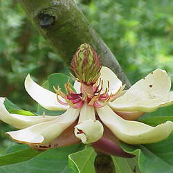 Magnolia hypoleuca Japanese Big-leaved Magnolia seed for sale 