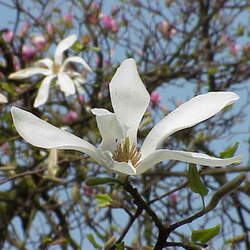 Magnolia kobus     clean seed Kobus Magnolia, Northern Jap. Magnolia, Northern Japanese Magnolia seed for sale 