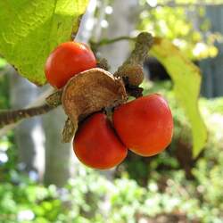 Magnolia kobus     fresh berries Kobus Magnolia, Northern Japanese Magnolia seed for sale 