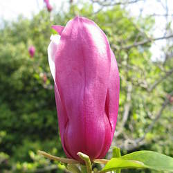 Magnolia liliiflora Lily Magnolia seed for sale 