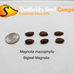 Magnolia macrophylla Bigleaf Magnolia seed for sale 