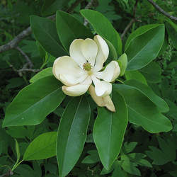 Magnolia virginiana  australis Evergreen Sweetbay Magnolia seed for sale 