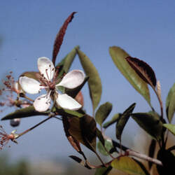 Malus angustifolia Southern Crab Apple, Southern Crabapple seed for sale 