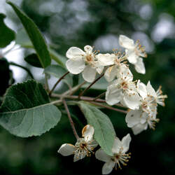 Malus fusca Oregon Crab Apple seed for sale 