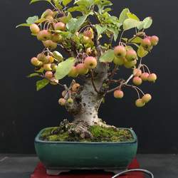 Malus honanensis Honan Crabapple seed for sale 