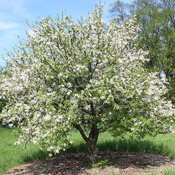 Malus prunifolia Plumleaf Crab Apple, Plum-leaved Apple seed for sale 