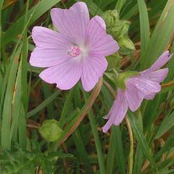 Malva moschata Musk Mallow seed for sale 