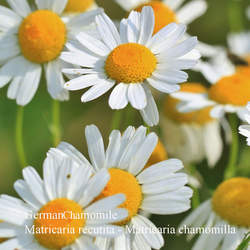 Matricaria recutita German Chamomile, Mayweed, Scented Mayweed, German Camomile seed for sale 