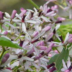 Melia azedarach Chinaberrytree, Pride Of India, Chinaberry, Persian Lilac, Bead Tree seed for sale 