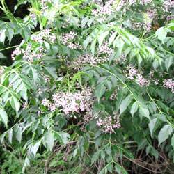 Melia azedarach Chinaberrytree, Pride Of India, Chinaberry, Persian Lilac, Bead Tree seed for sale 