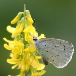 Melilotus officinalis Yellow Sweetclover seed for sale 