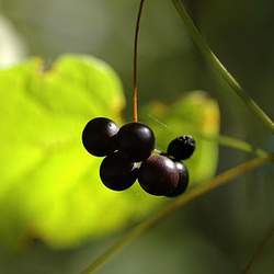 Menispermum canadense Common Moonseed, Yellow Parilla, Moonseed seed for sale 