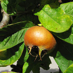 Mespilus germanica Medlar, Showy Mespilus seed for sale 