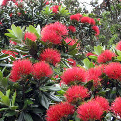 Metrosideros excelsa Christmas Tree seed for sale 