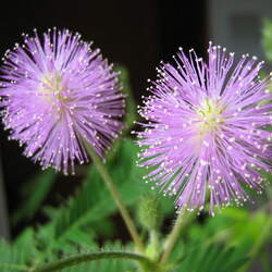 Mimosa pudica Shameplant, Sensitive Plant, Shy Plant, Humble Plant, Sleeping Grass, Touch-Me-Not, Lajjalu, Bashful Mimosa seed for sale 