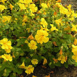 Mimulus guttatus Seep Monkeyflower, Yellow Monkeyflower seed for sale 