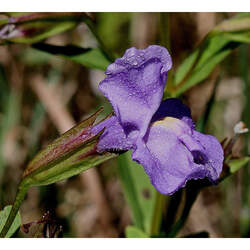 Mimulus ringens Allegheny Monkeyflower, Square-stemmed Monkeyflower seed for sale 