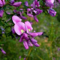 Mirbelia dilatata Holly-leaved Mirbelia, Wedge-leaved Mirbelia seed for sale 