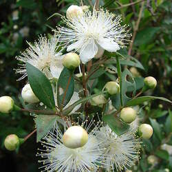 Myrtus communis Common Myrtle seed for sale 