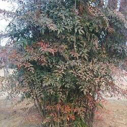 Nandina domestica Sacred Bamboo, Heavenly Bamboo seed for sale 