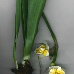 Narcissus sp  Mix Narcissus, Daffodil seed for sale 