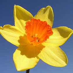 Narcissus sp  Mix Narcissus, Daffodil seed for sale 