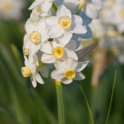 Narcissus sp  Mix Narcissus, Daffodil seed for sale 