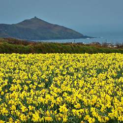 Narcissus sp  Mix Narcissus, Daffodil seed for sale 