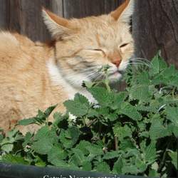 Nepeta cataria Catnip, Catmint, Catswort seed for sale 