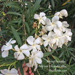 Nerium oleander  Alba Oleander, White Oleander seed for sale 