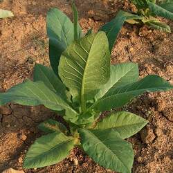 Nicotiana tabacum  Little Crittenden Cultivated Tobacco, Little Crittenden Tobacco seed for sale 