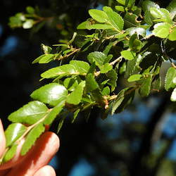 Nothofagus dombeyi Coigue, Dombey's Southern Beech, Coihue, Dombey's Beeech seed for sale 