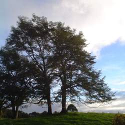 Nothofagus dombeyi Coigue, Dombey's Southern Beech, Coihue, Dombey's Beeech seed for sale 