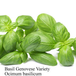 Ocimum basilicum  Genovese Genovese basil seed for sale 