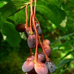 Oemleria cerasiformis Indian Plum, Oso Berry seed for sale 