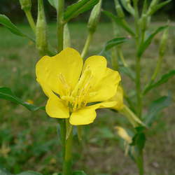 Oenothera biennis Common Evening Primrose, Evening Primrose seed for sale 