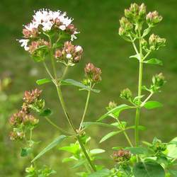 Origanum vulgare  Hirtum Greek Oregano seed for sale 