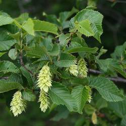 Ostrya carpinifolia European Hop Hornbeam seed for sale 