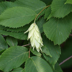 Ostrya virginiana     capsules Hophornbeam, Ironwood, Eastern Hophornbeam, Hop Hornbeam, Eastern Hop Hornbeam seed for sale 