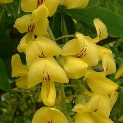 Piptanthus nepalensis Evergreen Laburnum, Evergreen Himalayan Black Stem Laburnum, Black Piptanthus seed for sale 