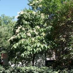 Poliothyrsis sinensis Chinese Pearl-Bloom Tree seed for sale 