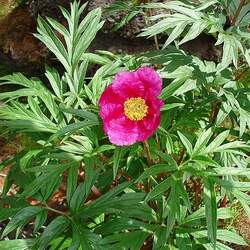 Paeonia anomala Russian Fernleaf Peony seed for sale 