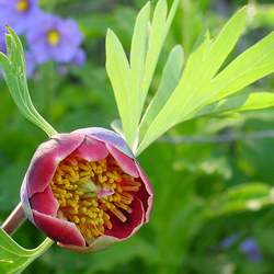 Paeonia californica California Peony seed for sale 